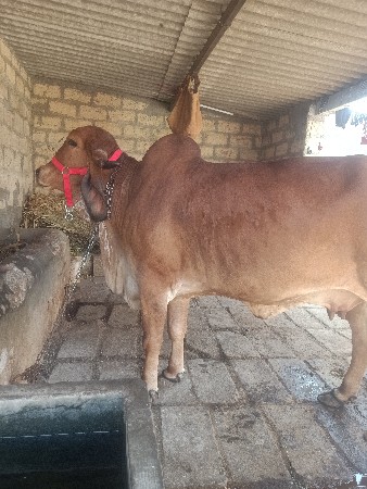 vesavani kimat 50 hajar