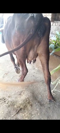 જર્સી ગાય