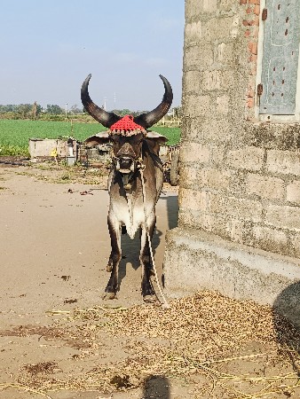 થંબનેલ 3