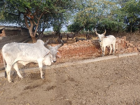 તળેલા માં હા કે છે