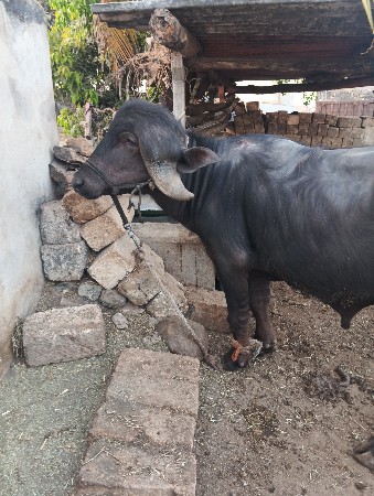 થંબનેલ 2