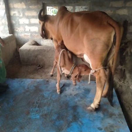 થંબનેલ 3