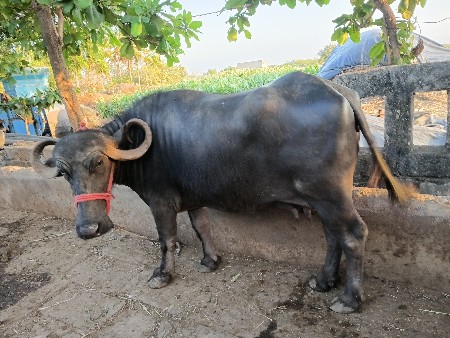 थंबनेल 3