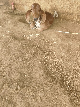 થંબનેલ 2