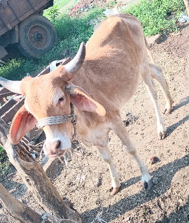 थंबनेल 3