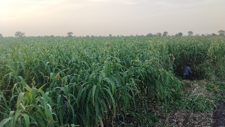 Lili Kadab vechvani che