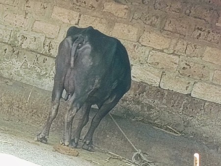 थंबनेल 3