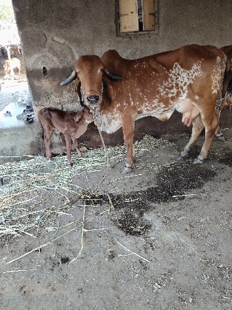 ગીર ગાય બીજુ વેતર વ્યાની