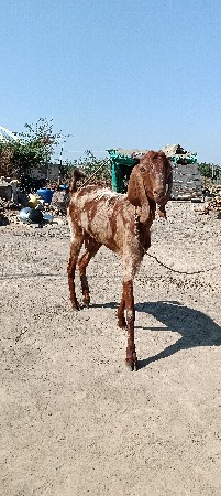 થંબનેલ 3