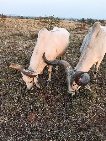 બળદ વેચવાના છે