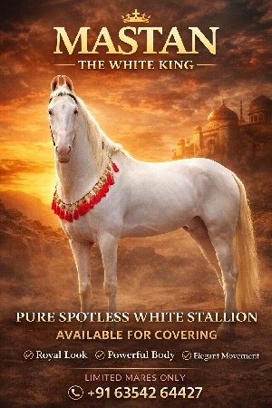 🐎STALLION OPEN FOR COVERING🐎