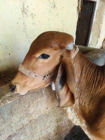 થંબનેલ 3