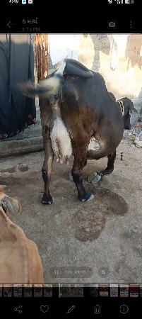 थंबनेल 3