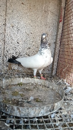 થંબનેલ 3