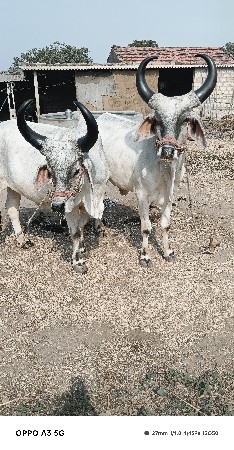 थंबनेल 2