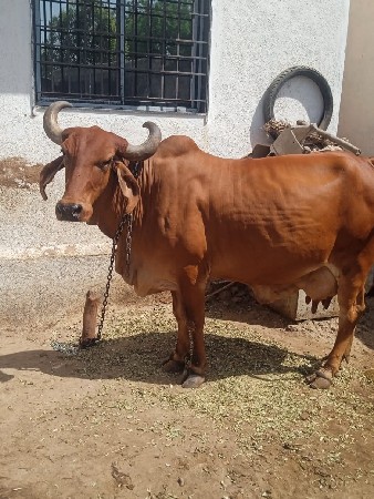 દેસી ગાય વેચવા ની છે