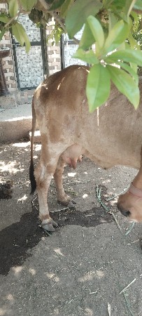 થંબનેલ 2