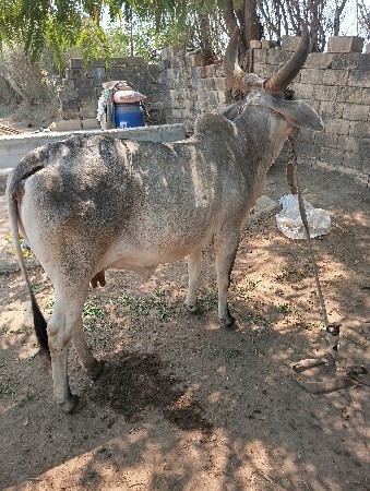 થંબનેલ 3