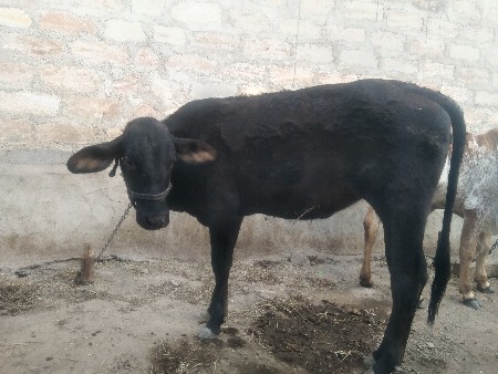 थंबनेल 3