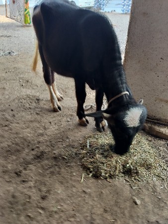 थंबनेल 3