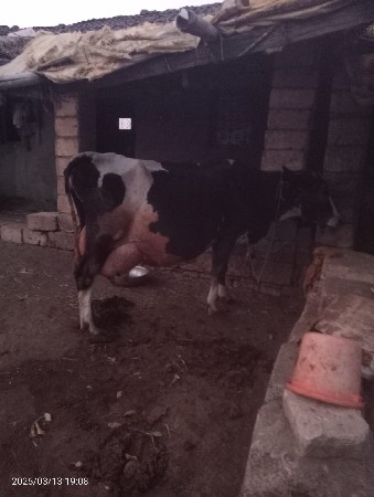 ગાય વેચવાની છે