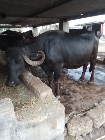 थंबनेल 2