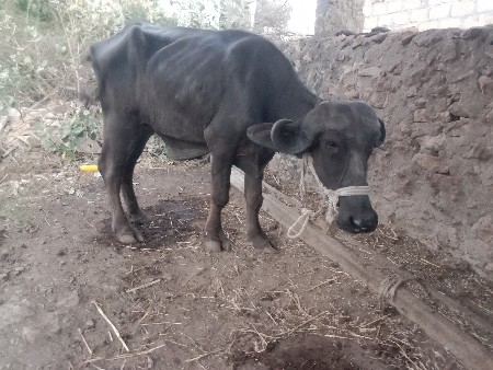 थंबनेल 2