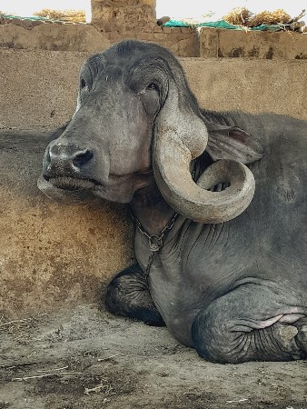 બીજુ વેતર ભૈસ વેચવા ની છે