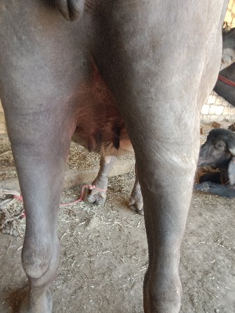 પેલ વેતરી ખડેલી વેચવાની છે