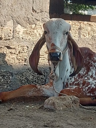 ખુટ વેચવા નો છે