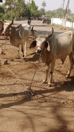 વાસડા વેસવાના છે ફુલજવાબદારીથી