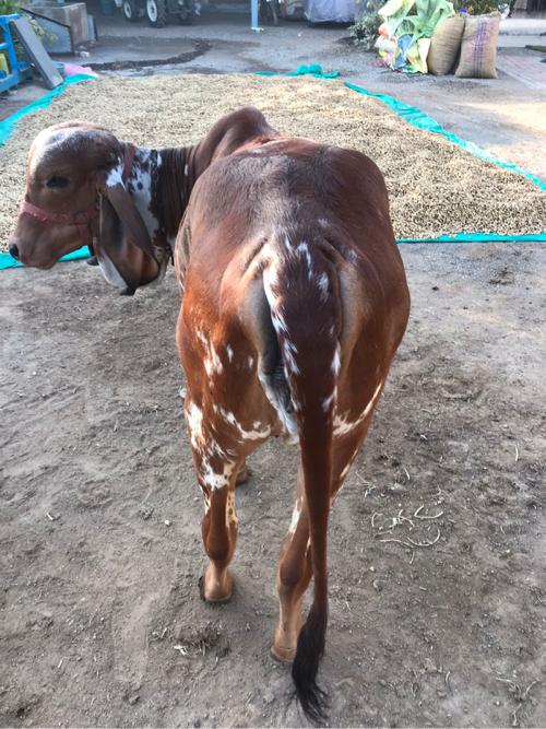 थंबनेल 3