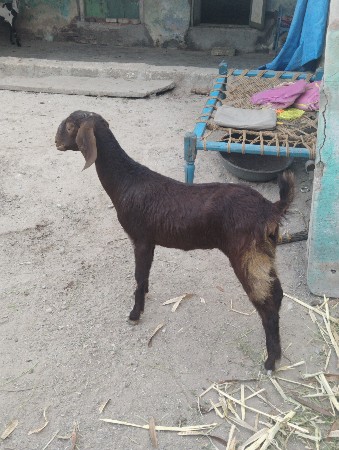 રાજસ્થાની અજમેરી બકરી 
3મહિના