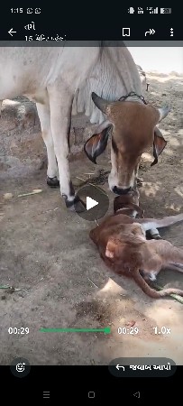 ગીર ભીલી  હોડકી છે