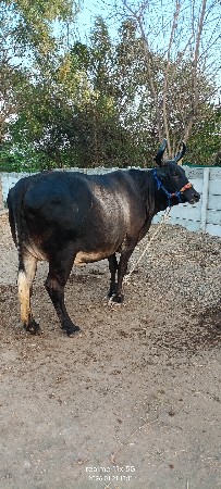 થંબનેલ 3