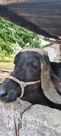 જાફરાબાદી ભેંશ