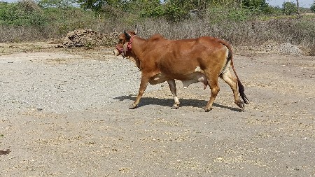 ગાય વેચવાની છે