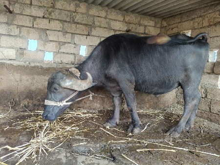 ઓરીજીનલ જાફરાબાદી ખડેલું