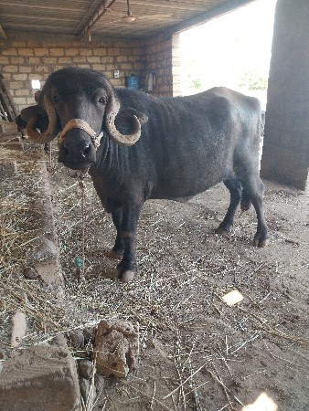 ખડેલી વેચવાની છે