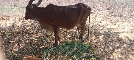 थंबनेल 2