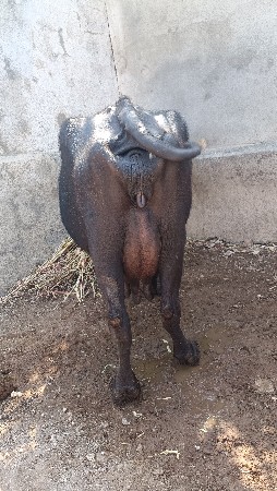 ભેંસ વેચવાની છે