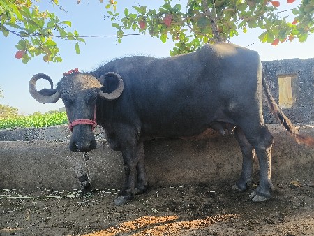 थंबनेल 2