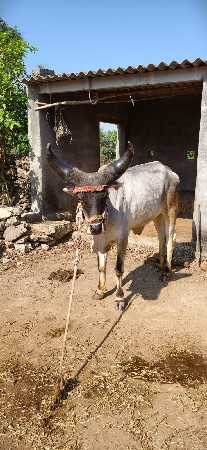 थंबनेल 2