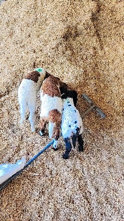 थंबनेल 3