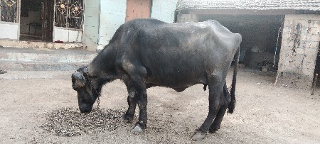 थंबनेल 3