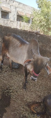 1 vetarni hodaki veshvani se