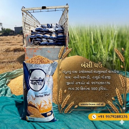 બંસી ઘઉં