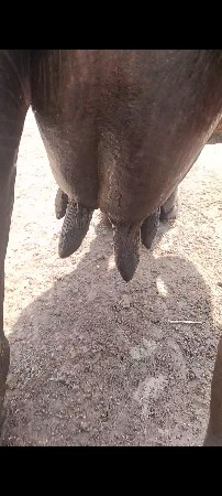 ભેંસ વેચવાની છે