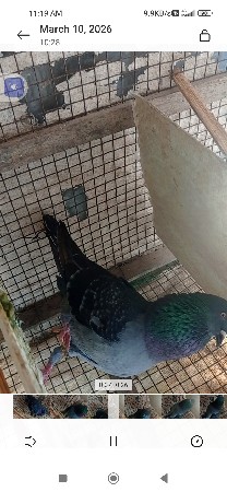 થંબનેલ 2