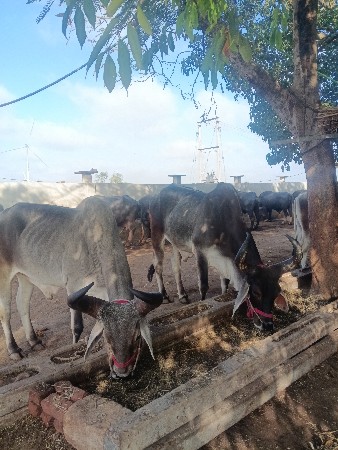 બળદ સાથે ઘોડી લેવાની છે